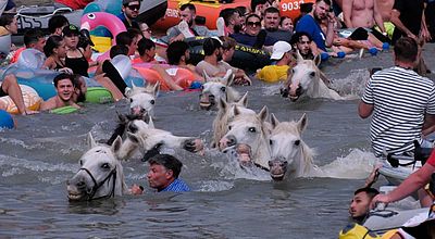 Gard : A Saint-Gilles, on se jette à l’eau pour « l’engasado » des juments de la manade Vinuesa