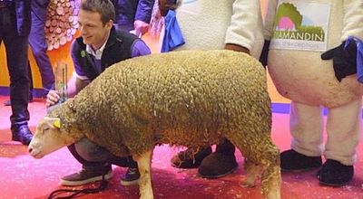 Les 4 gagnants des Ovinpiades défendront les couleurs de l'Occitanie au Salon de l'agriculture